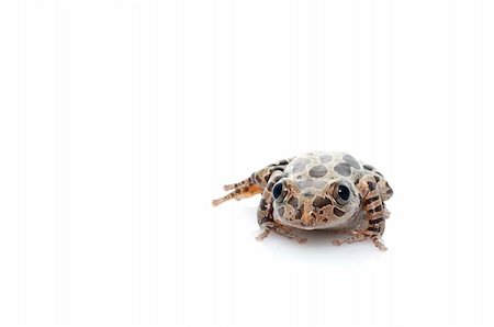 spotted frog - Tigerleg Walking Frog moving across white background. Stock Photo - Budget Royalty-Free & Subscription, Code: 400-04583866