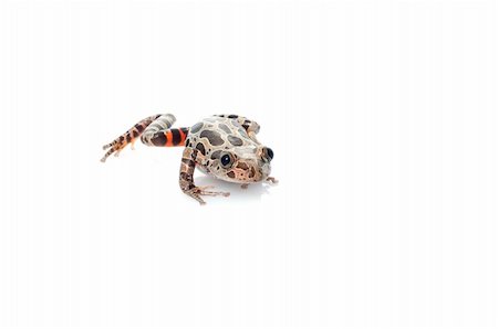 spotted frog - Tigerleg Walking Frog moving across white background. Stock Photo - Budget Royalty-Free & Subscription, Code: 400-04583868