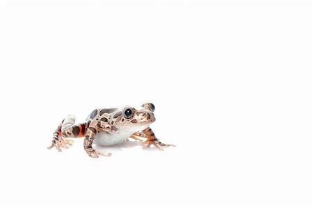 spotted frog - Tigerleg Walking Frog moving across white background. Stock Photo - Budget Royalty-Free & Subscription, Code: 400-04583869