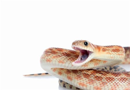 pythonschlange - Cape Gopher Snake (Pituophis catenifer vertibralis) mouth open in attack position. Stockbilder - Microstock & Abonnement, Bildnummer: 400-04583860