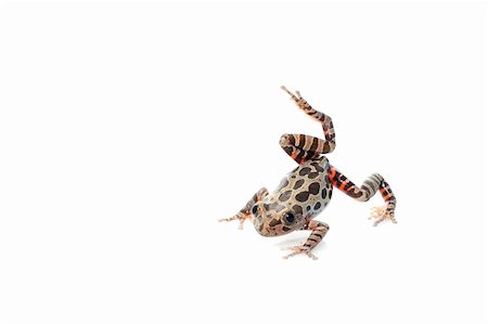 spotted frog - Tigerleg Walking Frog moving across white background. Stock Photo - Budget Royalty-Free & Subscription, Code: 400-04583870