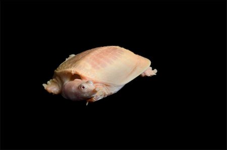 simsearch:400-06556684,k - Albino Chinese Soft-shell turtle against black background. Fotografie stock - Microstock e Abbonamento, Codice: 400-04583934