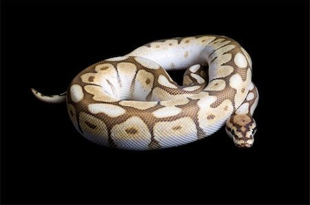 pitón pelota - Albino Spider Ball Python against black background. Foto de stock - Super Valor sin royalties y Suscripción, Código: 400-04583938