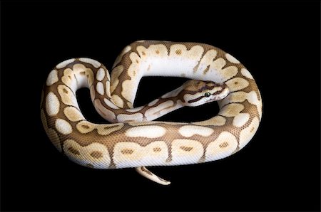 Albino Spider Ball Python against black background. Photographie de stock - Aubaine LD & Abonnement, Code: 400-04583947