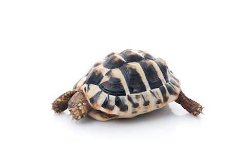 simsearch:400-06556684,k - A camera shy Herman's Tortoise against a white background. Fotografie stock - Microstock e Abbonamento, Codice: 400-04583949