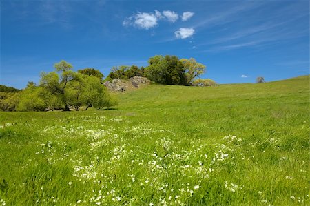 rolling countryside - Douglas' Meadowfoam, Limnanthes douglasii, in Green Grass with Blue Sky Horizontal Stock Photo - Budget Royalty-Free & Subscription, Code: 400-04594383