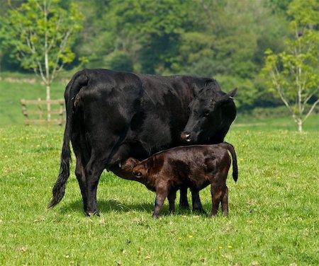 photo of dairy farm for cow feeds - Young black calf suckling from its mother Stock Photo - Budget Royalty-Free & Subscription, Code: 400-04594740