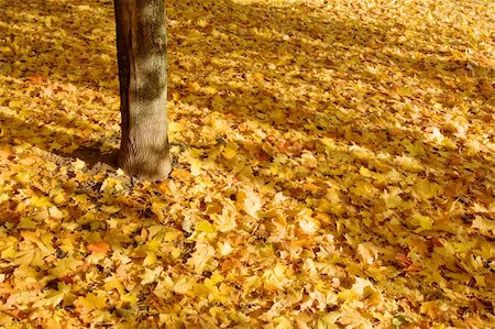 simsearch:400-04031749,k - fallen maple leaves and tree trunk Stockbilder - Microstock & Abonnement, Bildnummer: 400-04594841