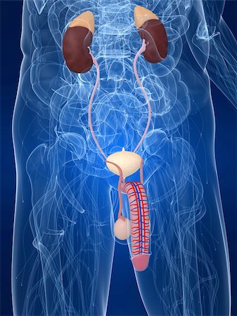 digestive system blood vessels - 3d rendered anatomy illustration of a transparent human body with urinary system Stock Photo - Budget Royalty-Free & Subscription, Code: 400-04594986