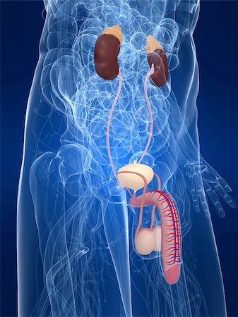 3d rendered anatomy illustration of a transparent human body with urinary system Stock Photo - Budget Royalty-Free & Subscription, Code: 400-04594989