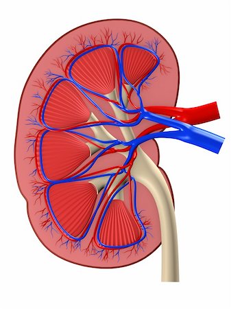 digestive system arteries - 3d rendered anatomy illustration from a cut of a kidney Stock Photo - Budget Royalty-Free & Subscription, Code: 400-04594995