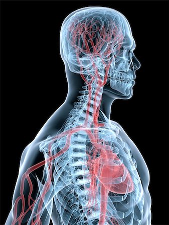 3d rendered anatomy illustration of a human shape with vascular system from brain and heart Stock Photo - Budget Royalty-Free & Subscription, Code: 400-04594999