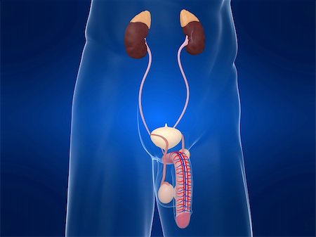 digestive system blood vessels - 3d rendered anatomy illustration of a male urinary system Stock Photo - Budget Royalty-Free & Subscription, Code: 400-04594992