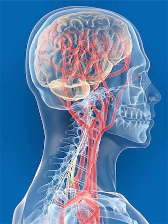 3d rendered anatomy illustration of a human head shape with brain Stock Photo - Budget Royalty-Free & Subscription, Code: 400-04595014