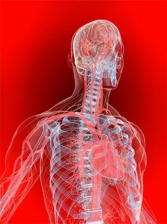 3d rendered anatomy illustration of a human shape with vascular system from brain and heart Stock Photo - Budget Royalty-Free & Subscription, Code: 400-04595015