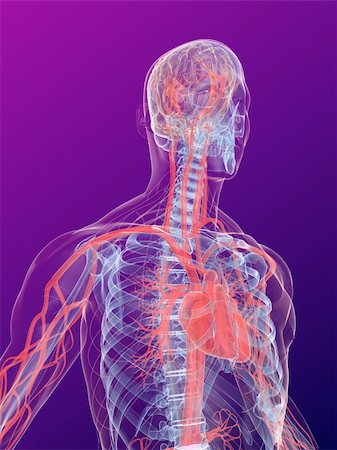 3d rendered anatomy illustration of a human shape with vascular system from brain and heart Stock Photo - Budget Royalty-Free & Subscription, Code: 400-04595016