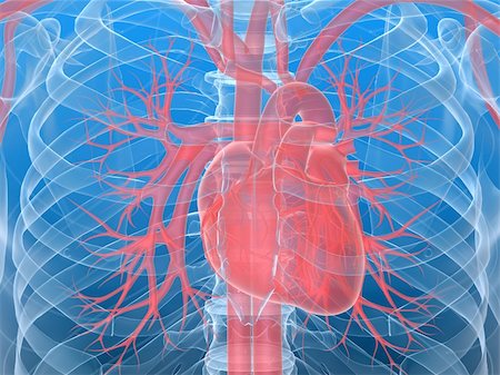 3d rendered anatomy illustration of a highlighted human heart Stock Photo - Budget Royalty-Free & Subscription, Code: 400-04595012