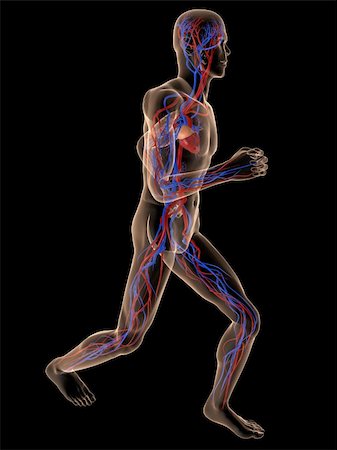 simsearch:400-04103615,k - 3d rendered illustration of a transparent running man with vascular system Foto de stock - Super Valor sin royalties y Suscripción, Código: 400-04595027