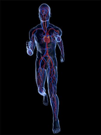 simsearch:400-04103615,k - 3d rendered illustration of a transparent running man with vascular system Stock Photo - Budget Royalty-Free & Subscription, Code: 400-04595028