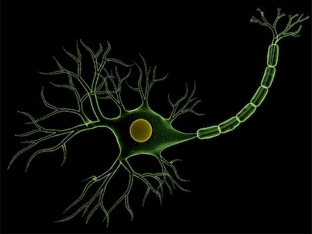 simsearch:400-03961909,k - 3d rendered illustration of an isolated nerve cell with dendrite Foto de stock - Royalty-Free Super Valor e Assinatura, Número: 400-04595021