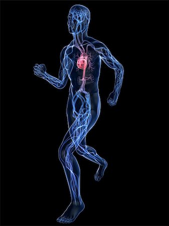 simsearch:400-04103615,k - 3d rendered illustration of a transparent running man with vascular system and highlighted heart Foto de stock - Super Valor sin royalties y Suscripción, Código: 400-04595030