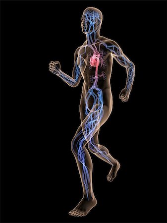 simsearch:400-04595056,k - 3d rendered illustration of a transparent running man with vascular system and highlighted heart Photographie de stock - Aubaine LD & Abonnement, Code: 400-04595031