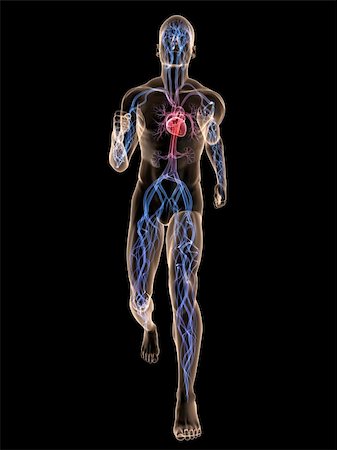 simsearch:400-04103615,k - 3d rendered illustration of a transparent running man with vascular system and highlighted heart Stock Photo - Budget Royalty-Free & Subscription, Code: 400-04595032