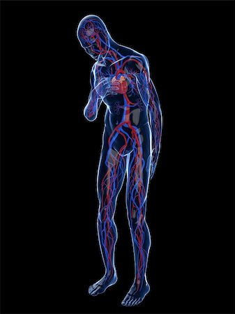 simsearch:400-04595056,k - 3d rendered illustration of a transparent male body with vascular system and cardiac pain Photographie de stock - Aubaine LD & Abonnement, Code: 400-04595057
