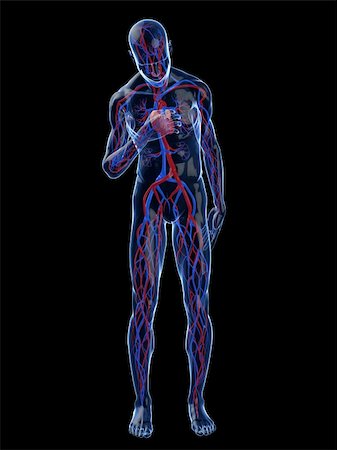 simsearch:400-04595056,k - 3d rendered illustration of a transparent male body with vascular system and cardiac pain Photographie de stock - Aubaine LD & Abonnement, Code: 400-04595058