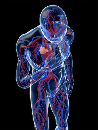 simsearch:400-04595056,k - 3d rendered illustration of a transparent male body with vascular system and cardiac pain Photographie de stock - Aubaine LD & Abonnement, Code: 400-04595059