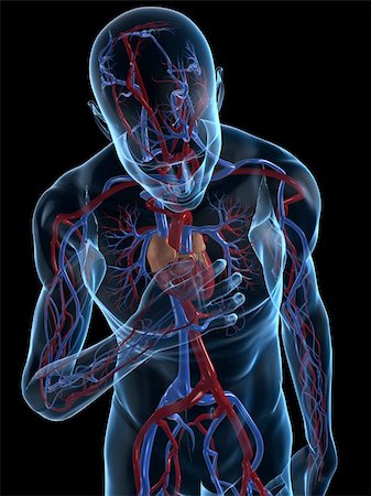 simsearch:400-04595056,k - 3d rendered illustration of a transparent male body with vascular system and cardiac pain Photographie de stock - Aubaine LD & Abonnement, Code: 400-04595050