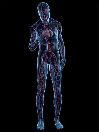 simsearch:400-04595056,k - 3d rendered illustration of a transparent male body with vascular system and cardiac pain Photographie de stock - Aubaine LD & Abonnement, Code: 400-04595051