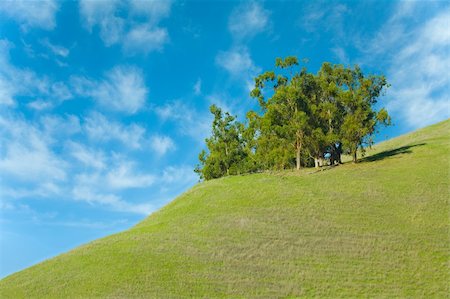 simsearch:400-04490325,k - Outcropping of Trees on a Hill of Green Grass with Blue Sky Foto de stock - Super Valor sin royalties y Suscripción, Código: 400-04595310
