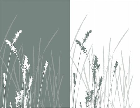 simsearch:400-05251521,k - real grass  silhouette / vector /  2 colors Photographie de stock - Aubaine LD & Abonnement, Code: 400-04595369