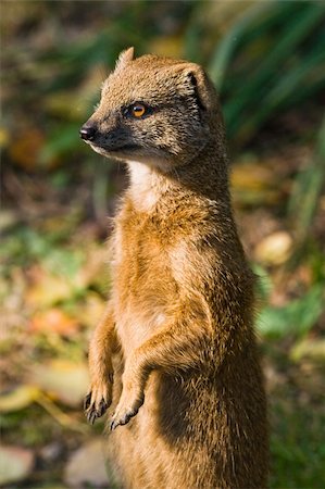 simsearch:400-05233768,k - Yellow mongoose standing and watching its territory Stock Photo - Budget Royalty-Free & Subscription, Code: 400-04595714
