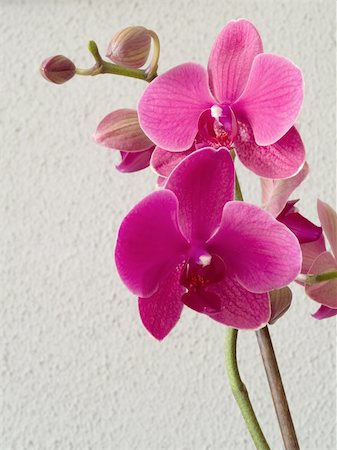 A purple orchid (phalaenopsis) on a gray background Stockbilder - Microstock & Abonnement, Bildnummer: 400-04596018