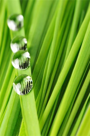dew drops on green stem - Drops on a grass. Fresh green vegetation with a drop of water close up Stock Photo - Budget Royalty-Free & Subscription, Code: 400-04596454