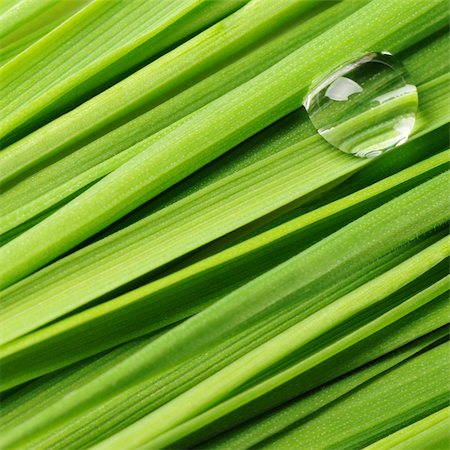 dew drops on green stem - Drops on a grass. Fresh green vegetation with a drop of water close up Stock Photo - Budget Royalty-Free & Subscription, Code: 400-04596455
