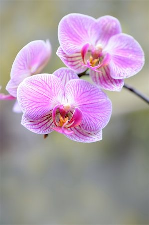 Orchid violet. A flower growing in a tropical climate Stock Photo - Budget Royalty-Free & Subscription, Code: 400-04596462