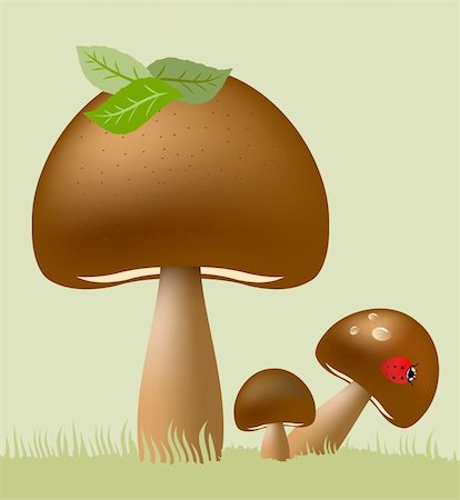 Vector Edible Mushrooms Illustration Stock Photo - Budget Royalty-Free & Subscription, Code: 400-04596541