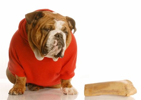simsearch:400-05306211,k - english bulldog in red sweater sitting beside a large bone Stock Photo - Budget Royalty-Free & Subscription, Code: 400-04596551