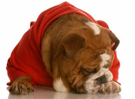 simsearch:400-04875271,k - english bulldog in red sweater with cute expression on white background Stock Photo - Budget Royalty-Free & Subscription, Code: 400-04596553