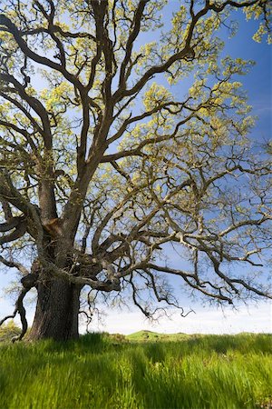 south12th (artist) - Grand Old Oak Tree with Spring Shoots Foto de stock - Super Valor sin royalties y Suscripción, Código: 400-04596565