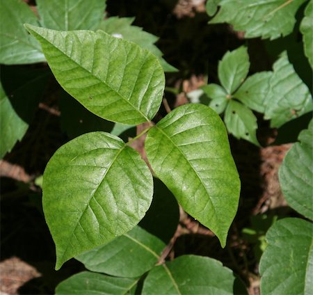 A closeup of profile shot of a poison ivy plant. Fotografie stock - Microstock e Abbonamento, Codice: 400-04596684