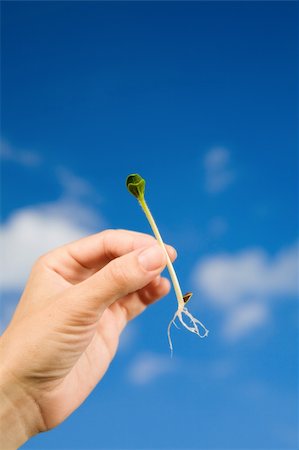 simsearch:400-04385133,k - small sprout in the hands over the water and blue sky Stock Photo - Budget Royalty-Free & Subscription, Code: 400-04596680