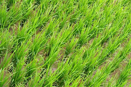 simsearch:400-05160292,k - It is a green new rice land background. Stock Photo - Budget Royalty-Free & Subscription, Code: 400-04596744