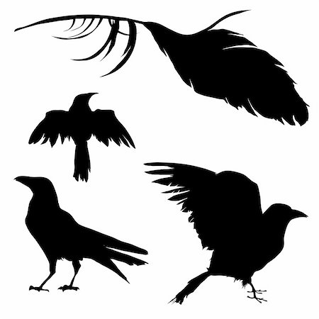 raven crow vector - Vector silhouette set of a crow, raven, bird, and feather. Stock Photo - Budget Royalty-Free & Subscription, Code: 400-04596763