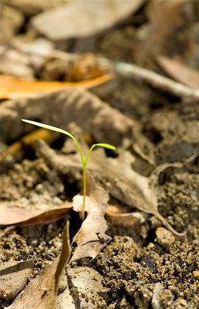simsearch:400-04385133,k - Tiny Sprout Emerges from Leaf Litter in the Woods Stock Photo - Budget Royalty-Free & Subscription, Code: 400-04597747