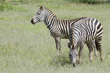 simsearch:400-07657090,k - Two beautiful zebra in the grass - Serengeti - Tanzania Fotografie stock - Microstock e Abbonamento, Codice: 400-04598232