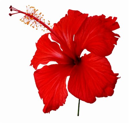 tropical red hibiscus flower isolated on white with clipping path Photographie de stock - Aubaine LD & Abonnement, Code: 400-04598268